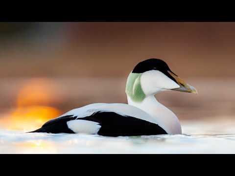 Discover the Fascinating World of Sea Ducks Species Behavior and Habitat