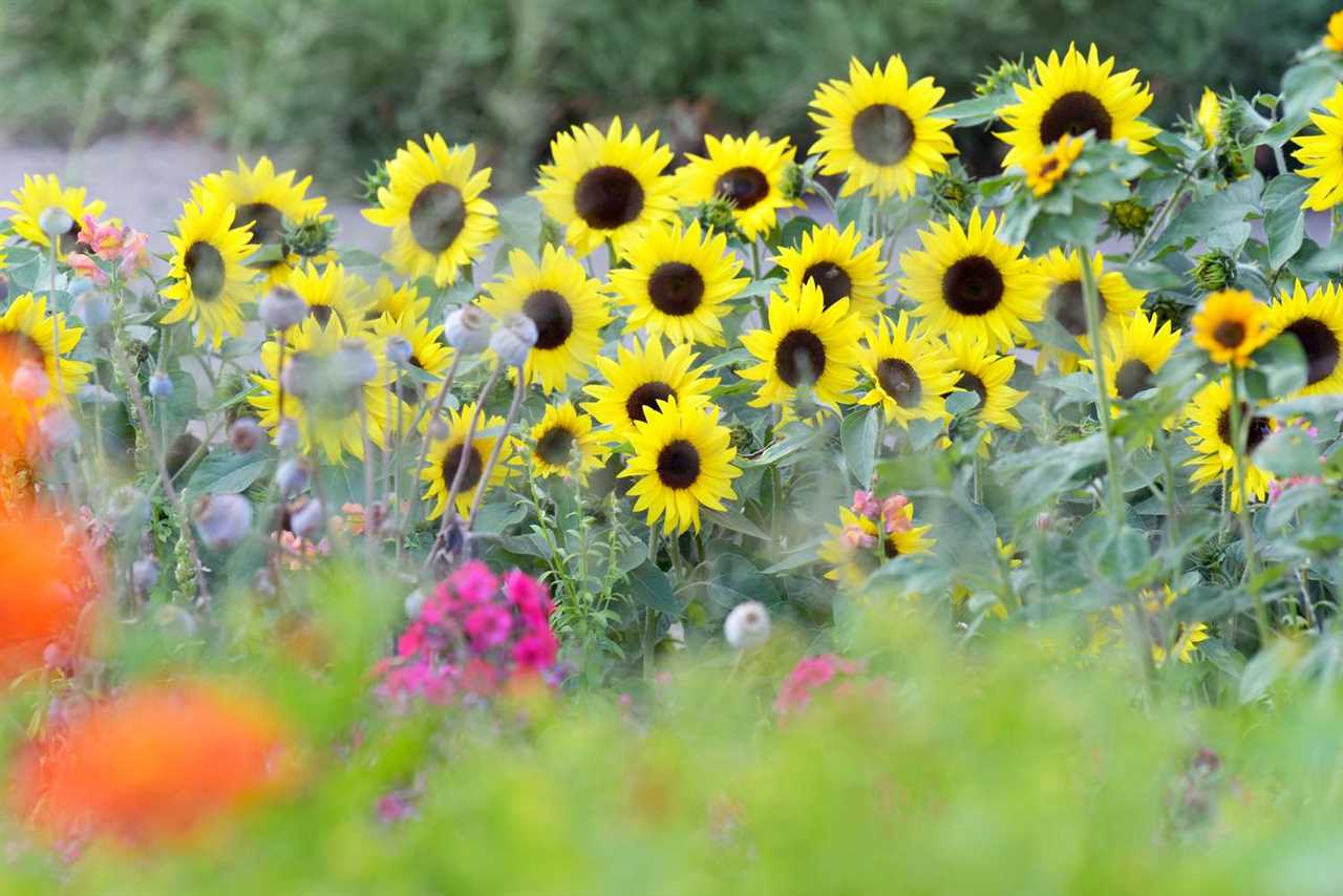 Discover the Vibrant Colors of Sunflowers A Guide