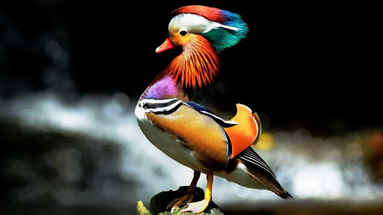 Discover the Vibrant World of the Colorful Duck