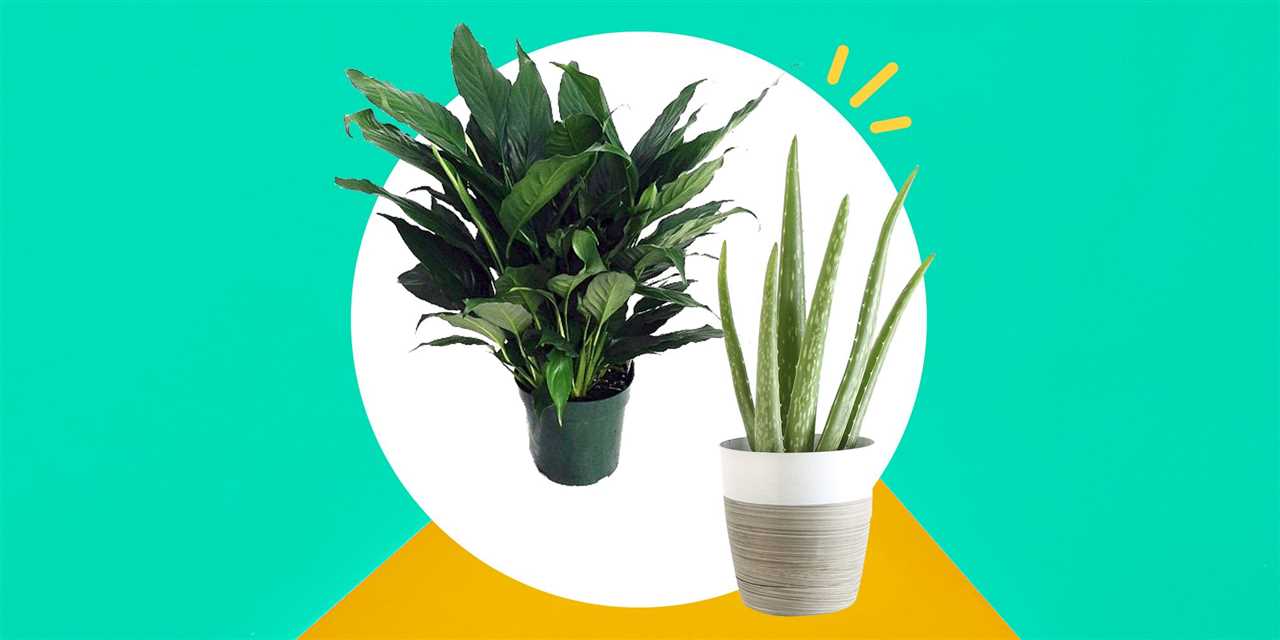 Popular Indoor Plants