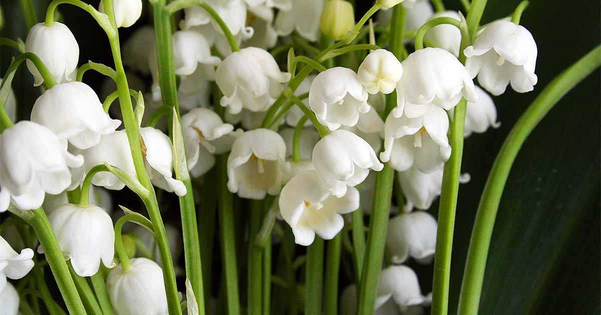 The Symbolism of White Bell Flowers