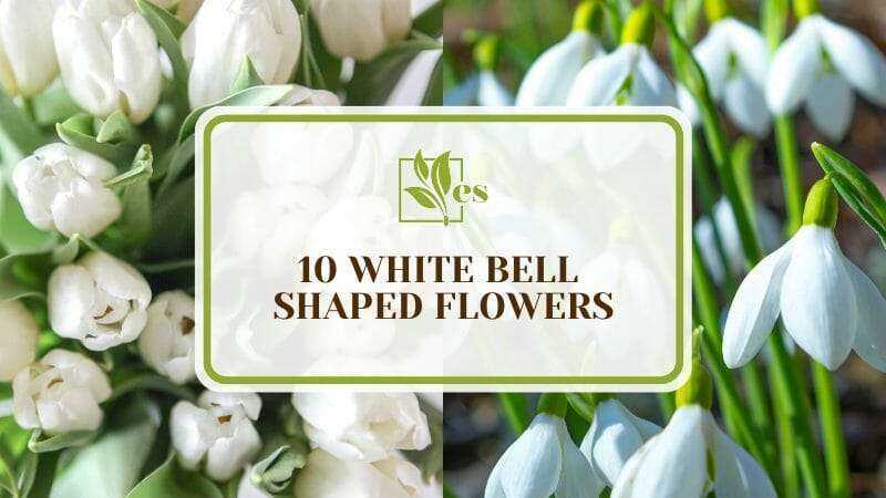 White Bell Flower Variety 2: Ivory Chimes