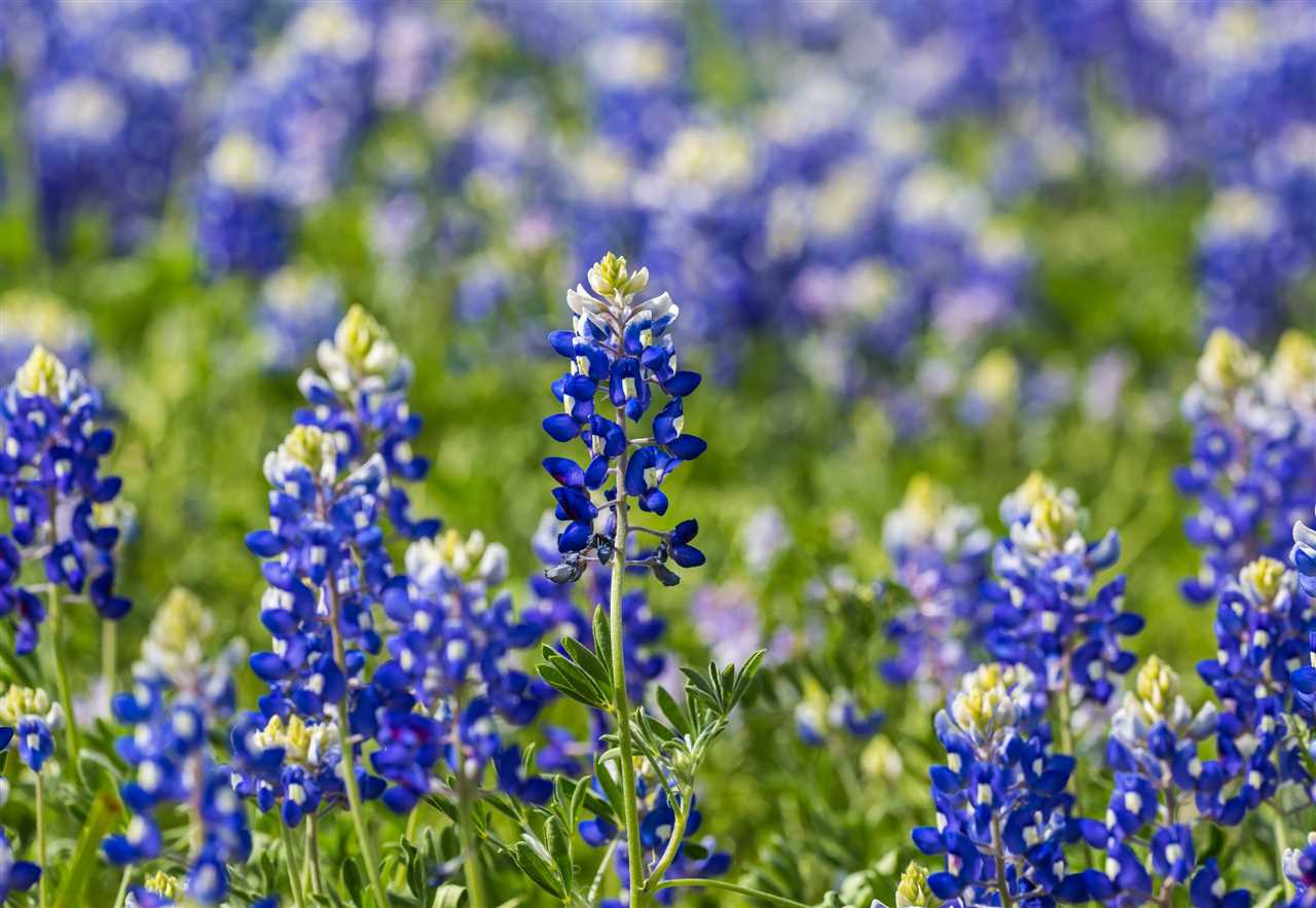 Characteristics and Appearance of Texas Bluebells