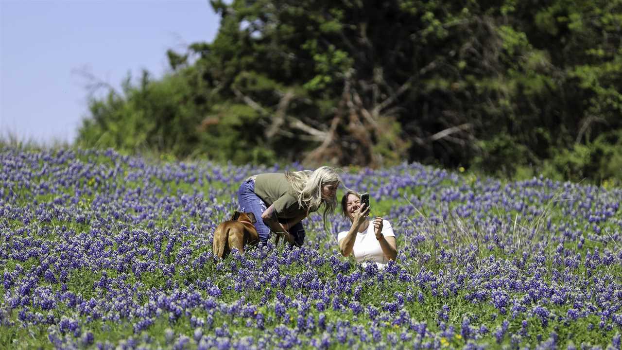 Natural Habitat and Distribution of Texas Bluebells