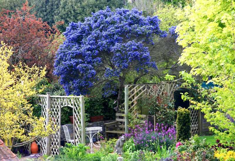 How to Care for Blue Plumbago Trees: