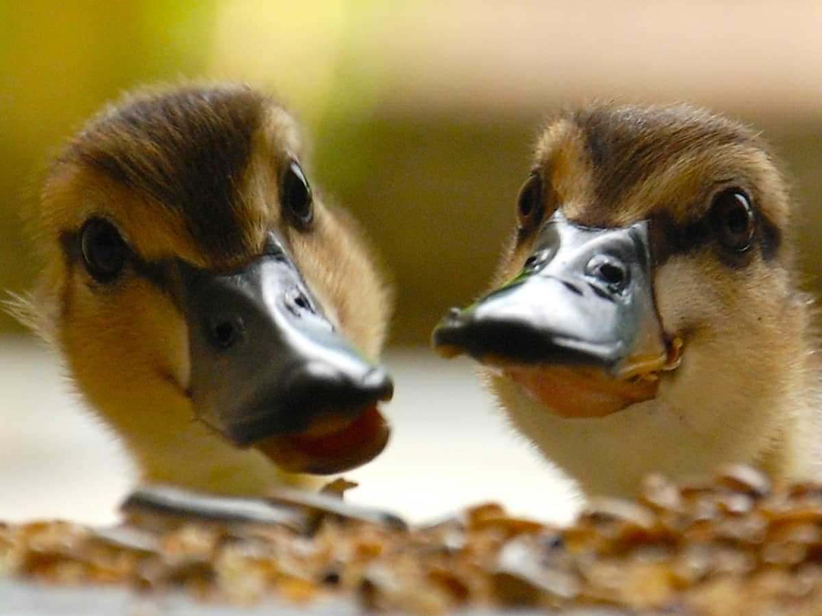 Mini Ducks: A Perfect Pet for Any Home
