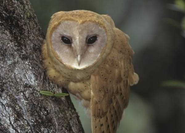 The Distinctive Coloration of the Black and Red Owl