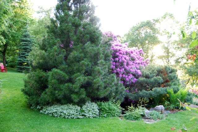 Benefits of Adding the Japanese Umbrella Pine to Your Garden
