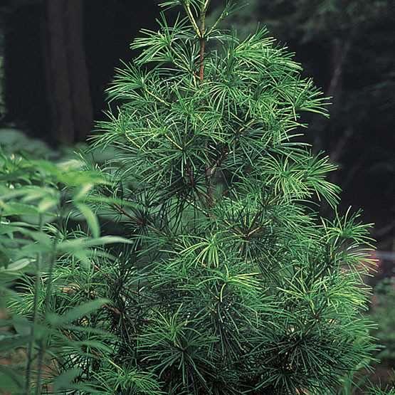 Growing the Japanese Umbrella Pine