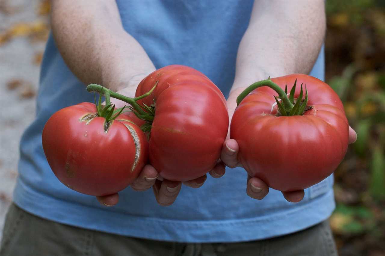 About Brandywine Pink Tomato