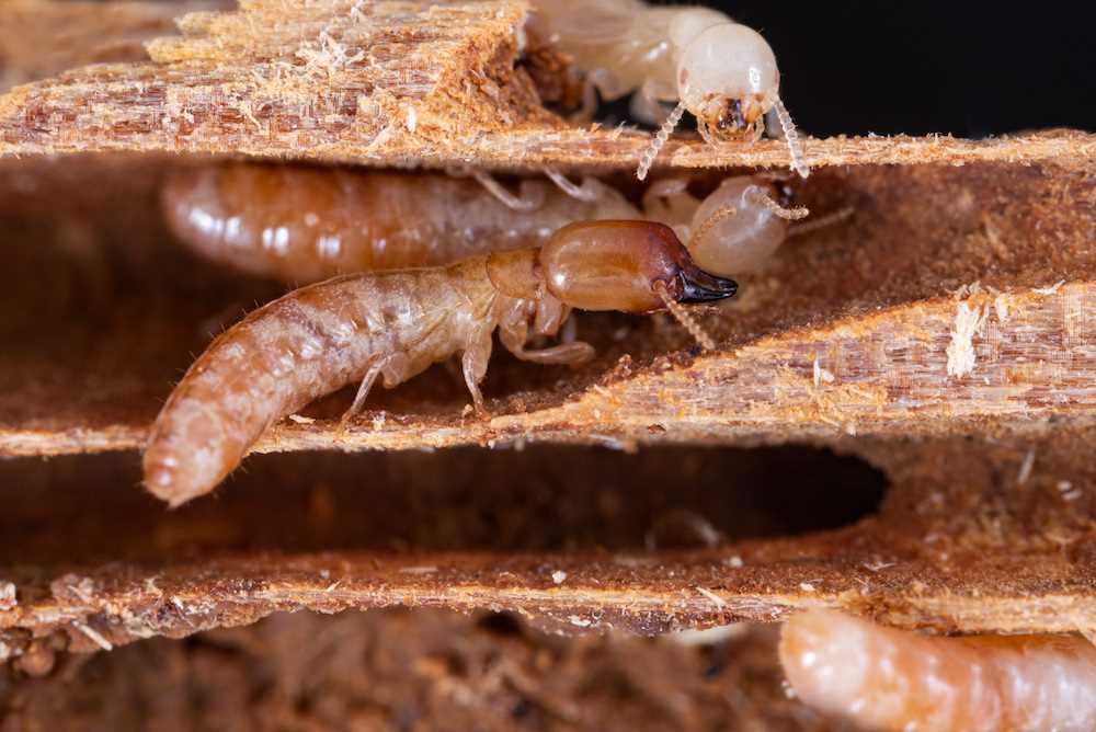 Termites: An Intriguing Insect Species