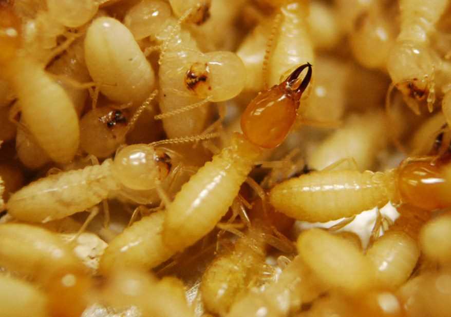 The Role of Termites in Ecosystems