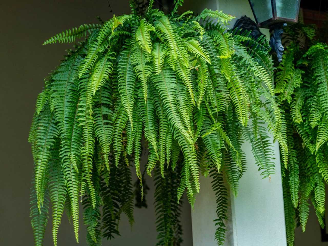 History and Importance of Ferns