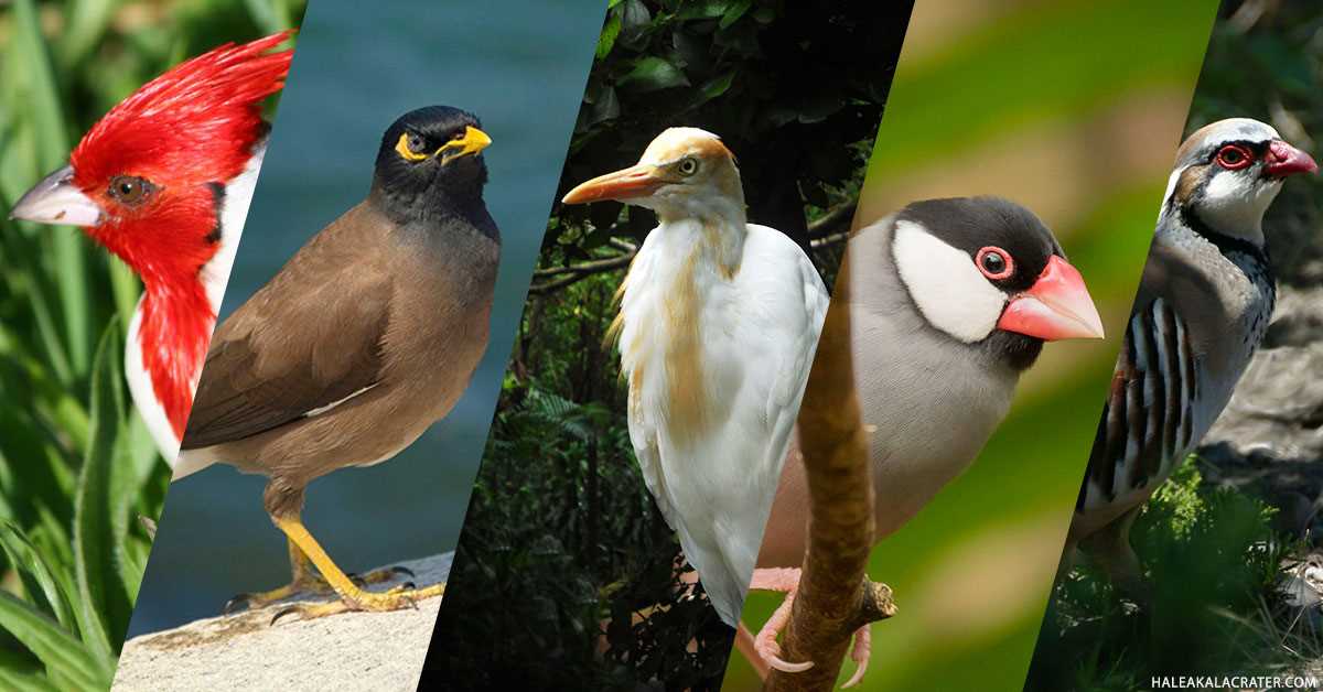 The Challenges Facing Hawaiian Birds