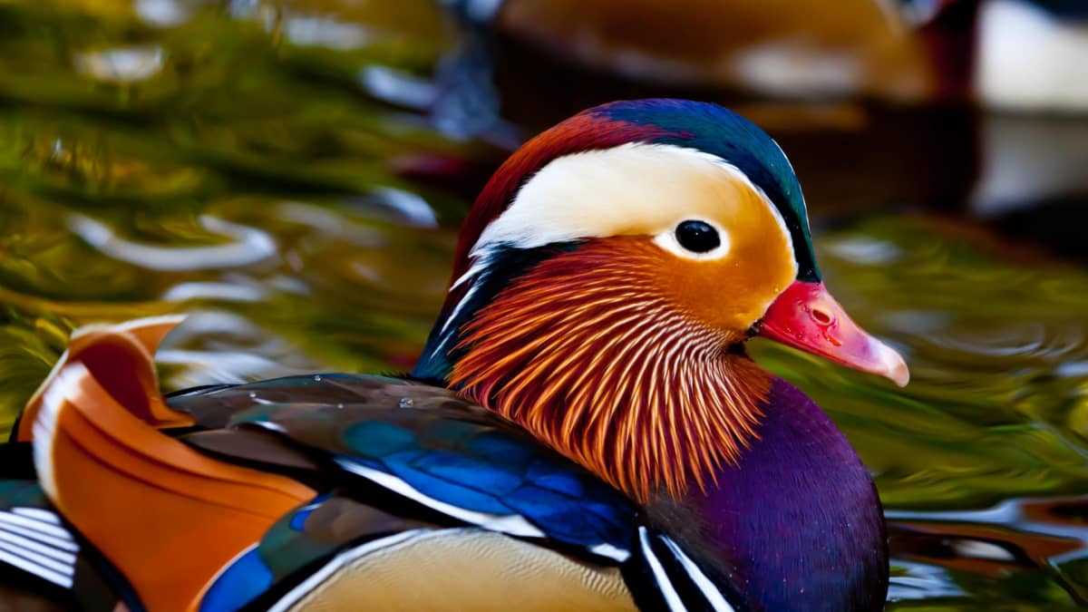 Section 3: The Behavior of Colorful Ducks