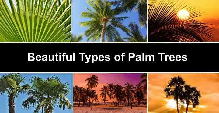 Section 1: Understanding Palm Fronds