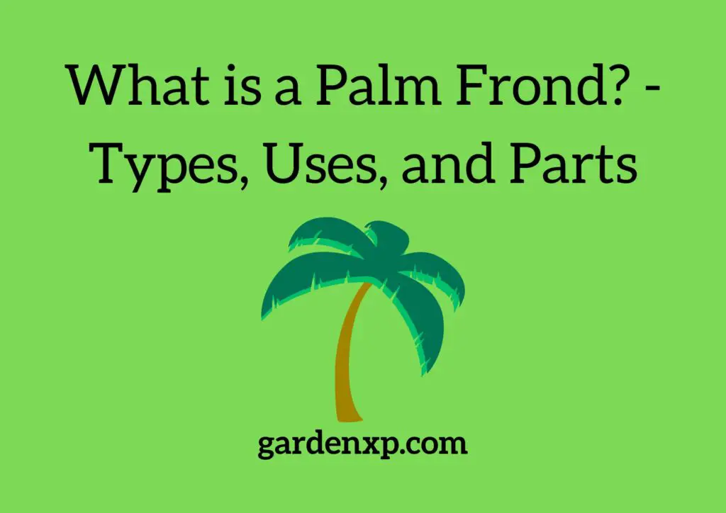 Characteristics of Palm Fronds