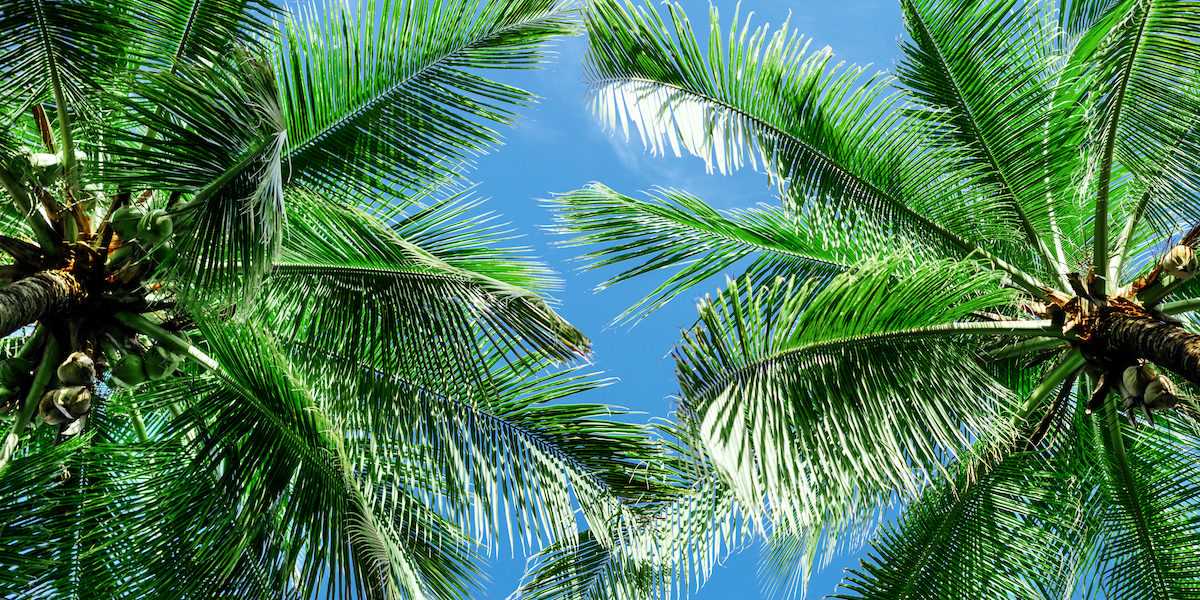 Palm Fronds in Landscaping
