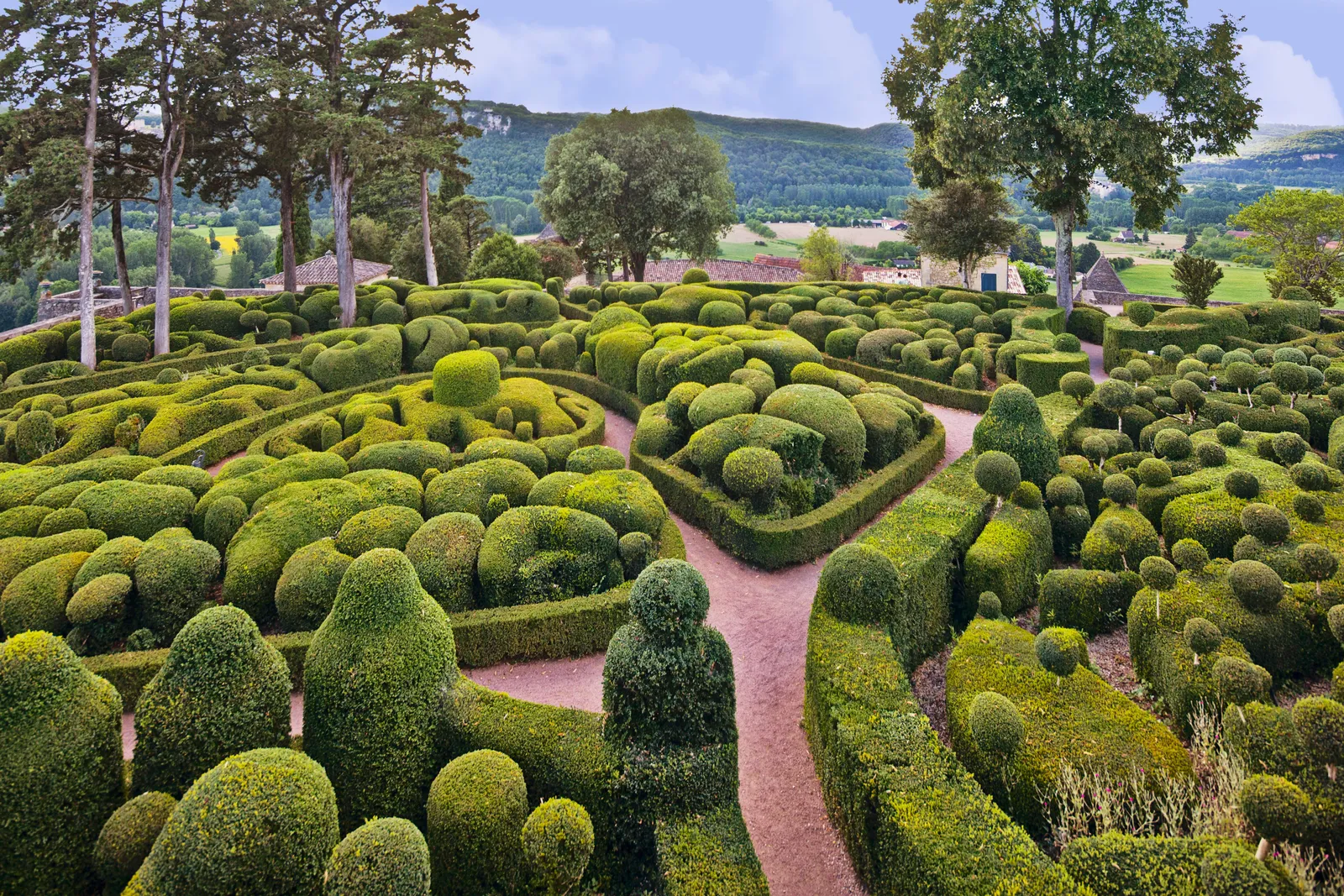 Tips for maintaining topiary plants