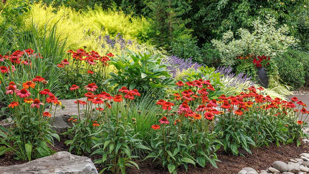 Section 2: Designing Your Colorful and Vibrant Garden