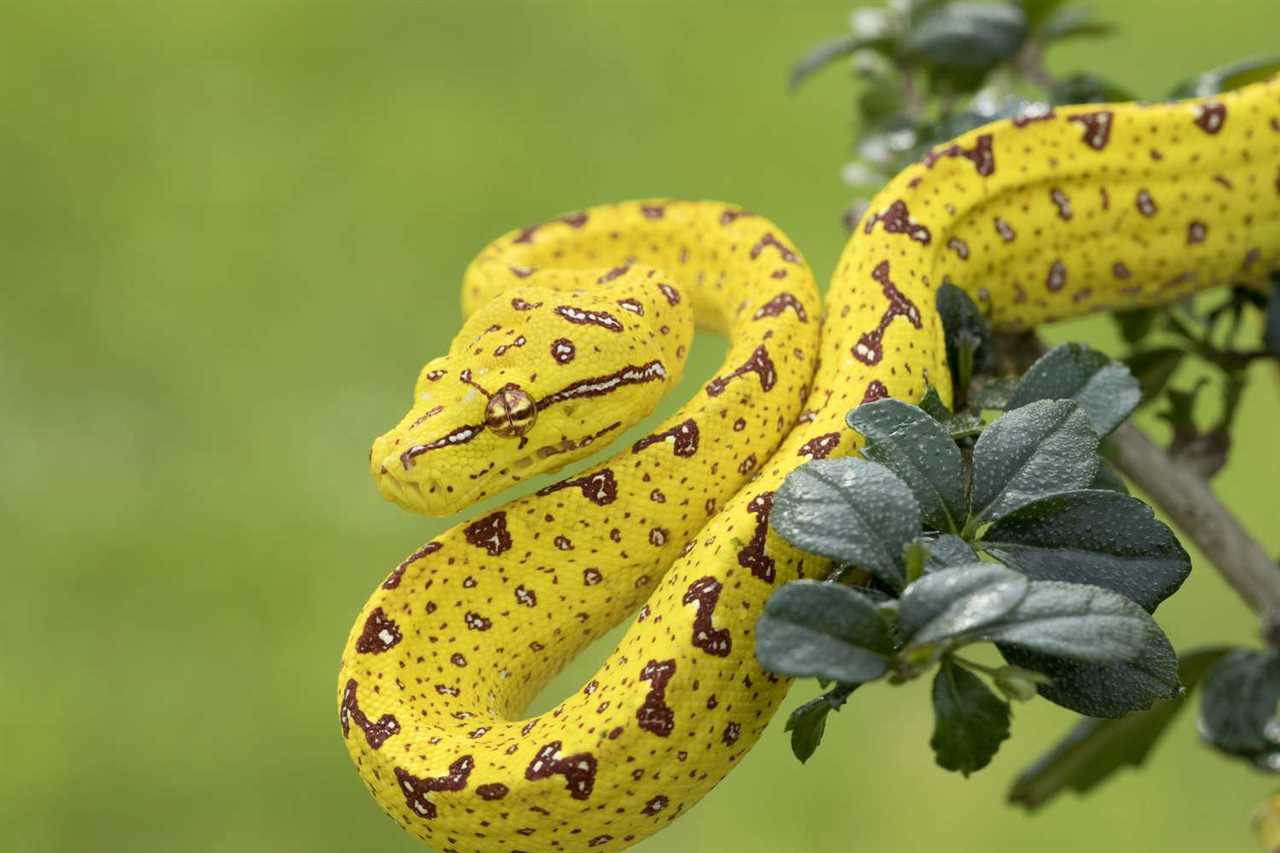 Understanding the Fascination with Pretty Snakes