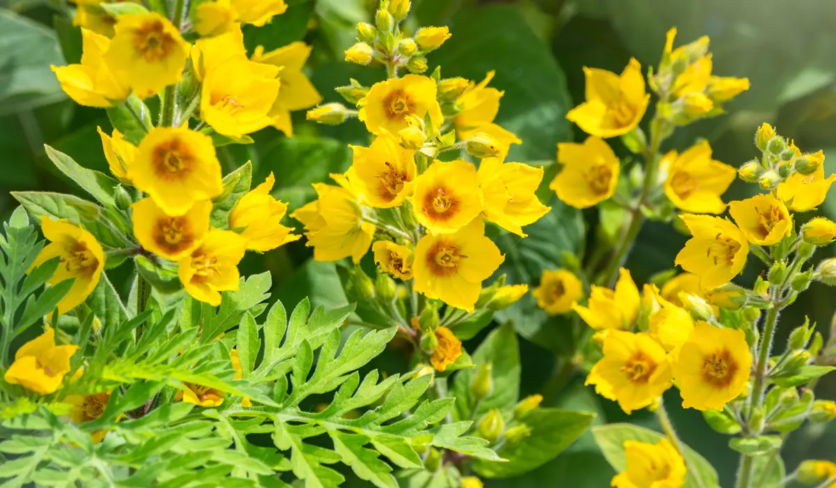 Benefits of Growing Yellow Weed Flowers