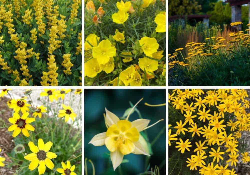 Popular Varieties of Yellow Flowering Bushes