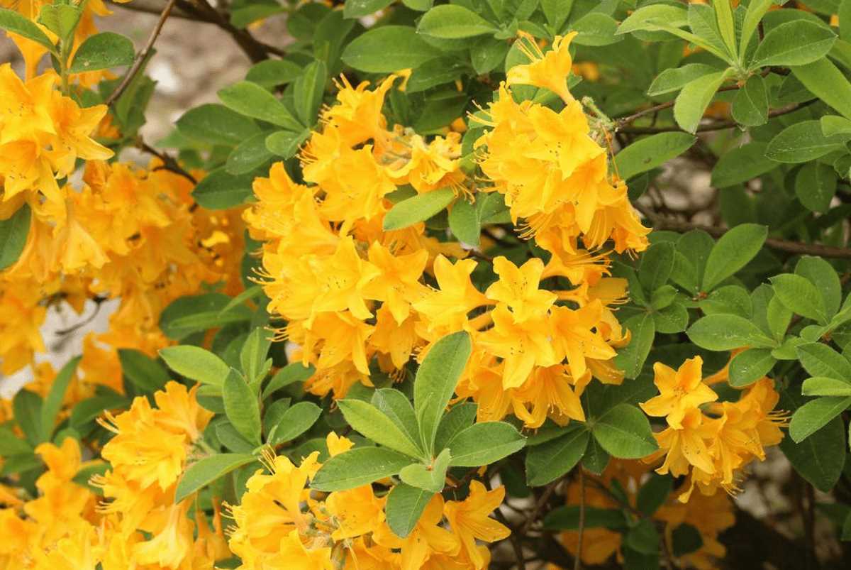Care and Maintenance of Yellow Flowering Bushes
