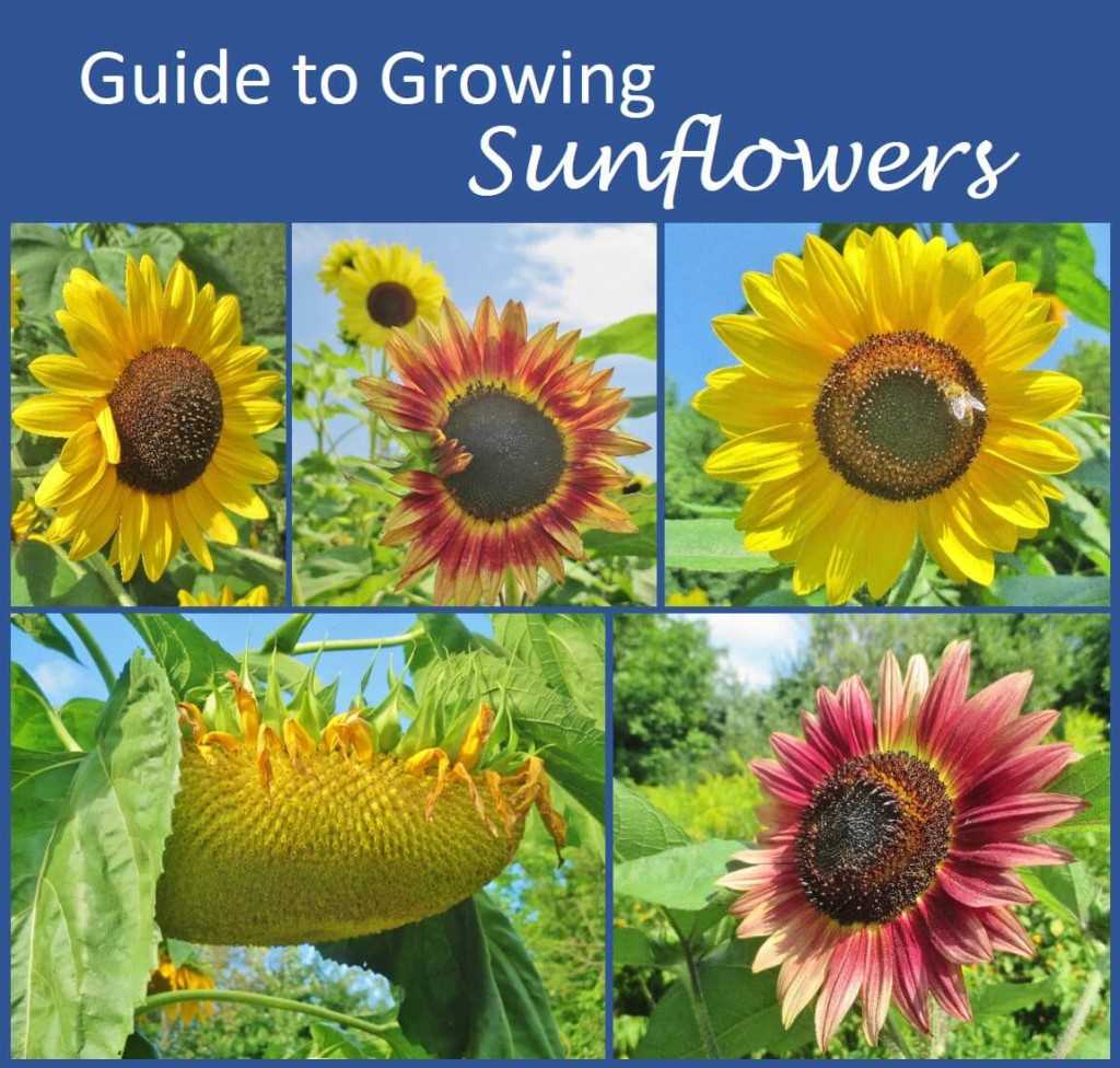Why Sunflowers are Worth Exploring