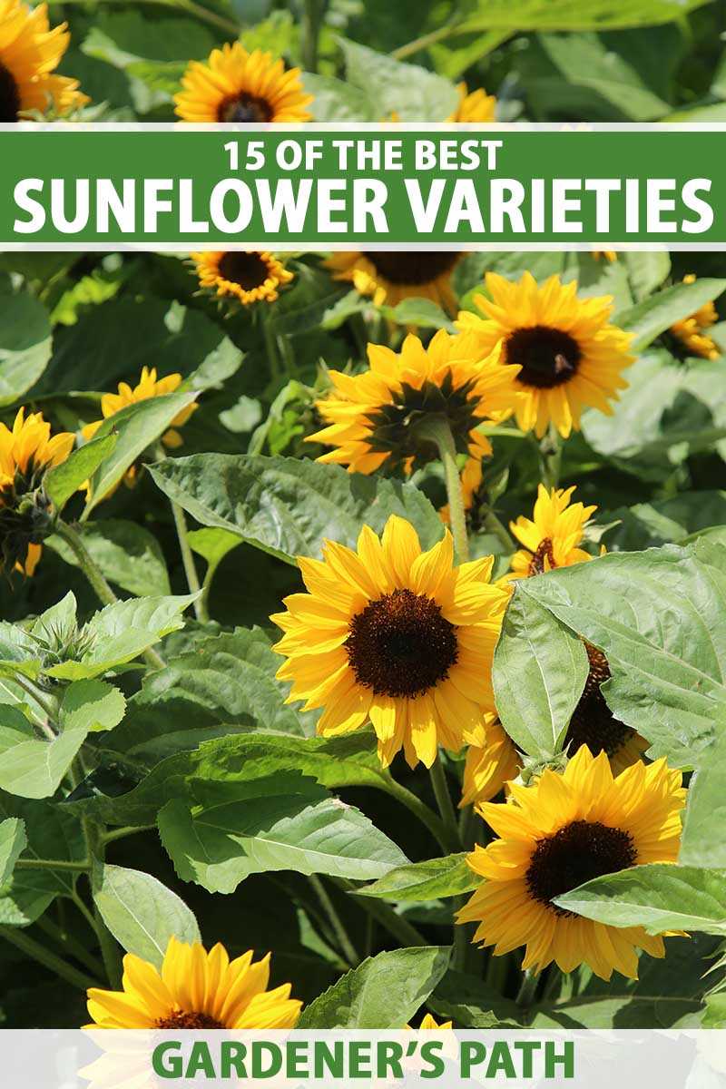 The Variety of Sunflower Colors