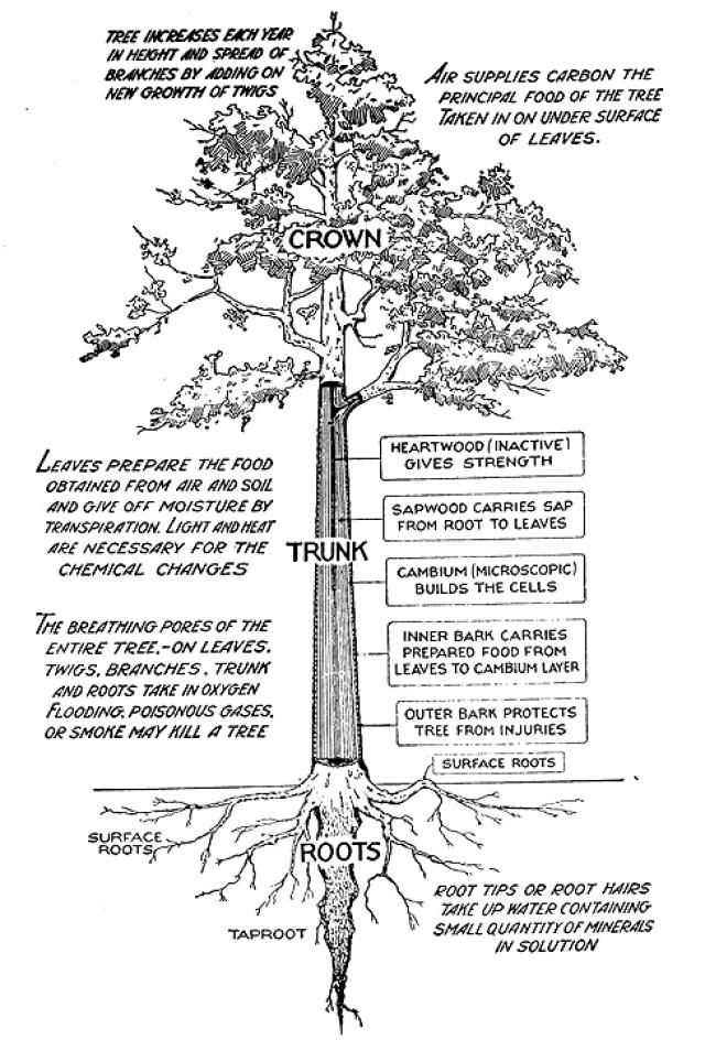 A Guide to Understanding and Identifying Tree Structures