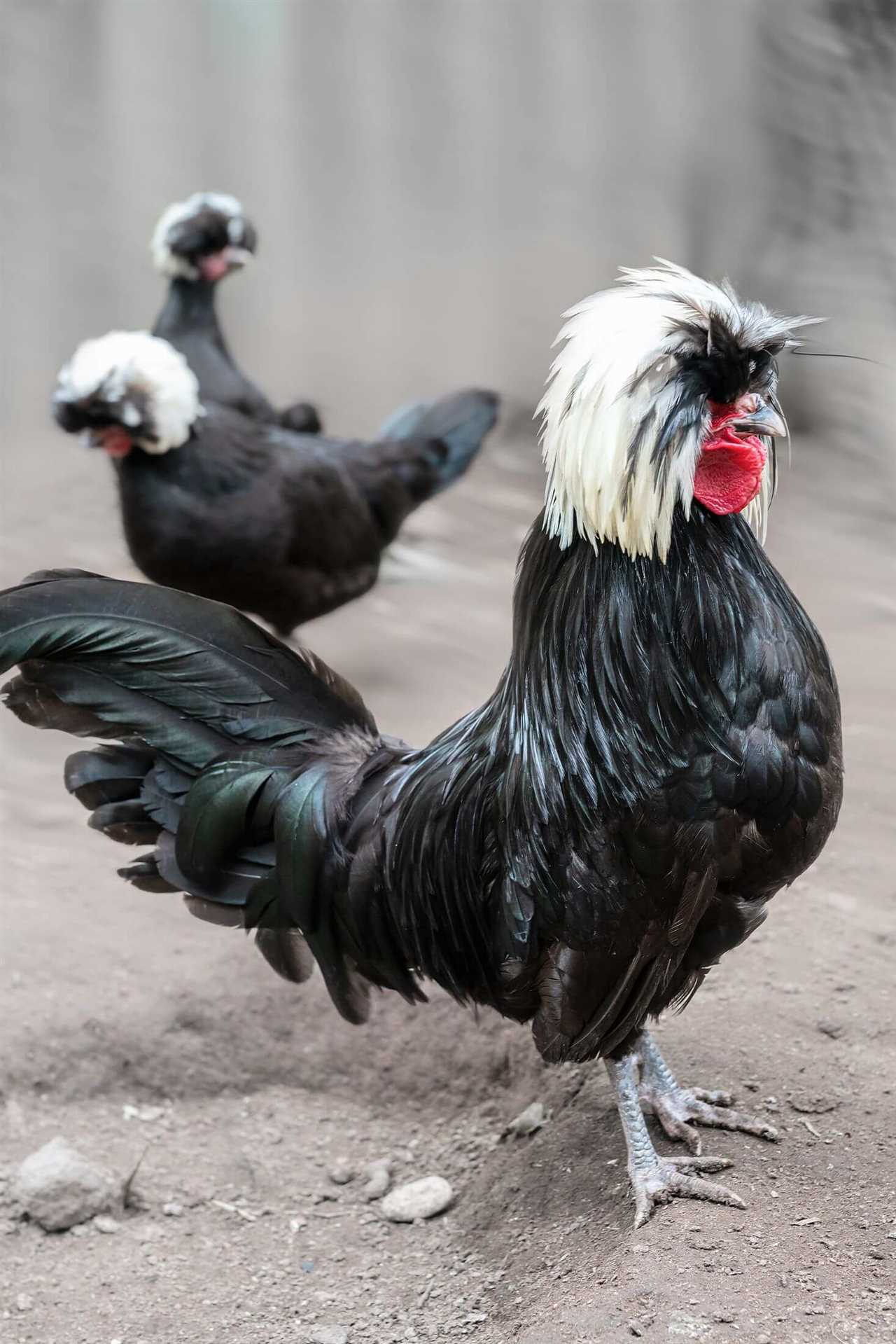 Popular Black and White Chicken Breeds