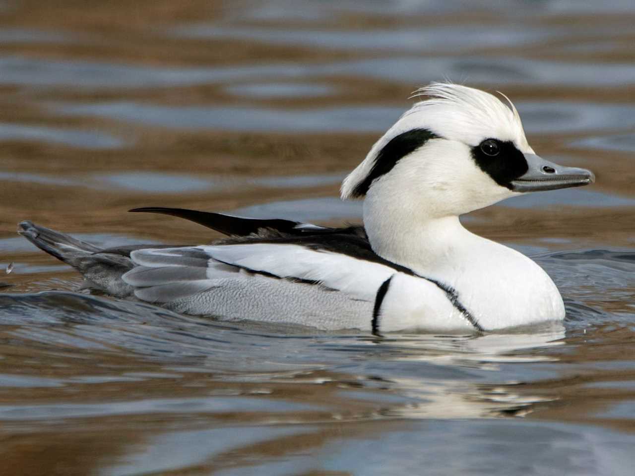 Physical Characteristics of Black and White Ducks