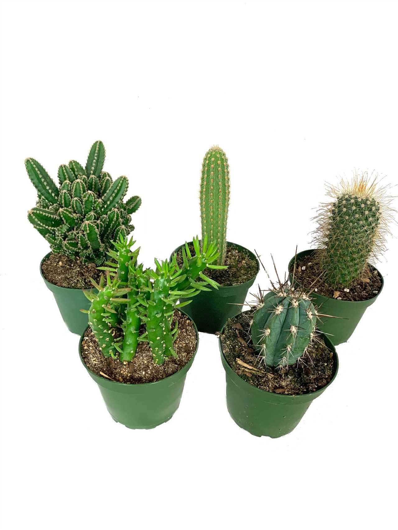 Fertilizing Your Cactus