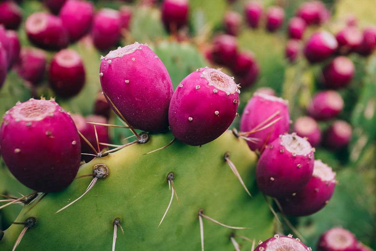 Choosing the Right Green Cactus