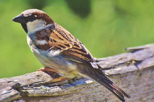 Importance of Old World Sparrows in Ecosystems