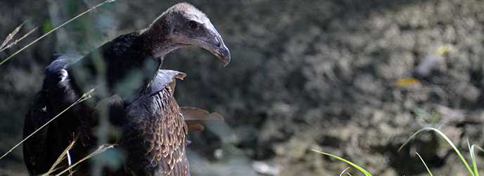 Understanding the Importance of Vultures in Ecosystems