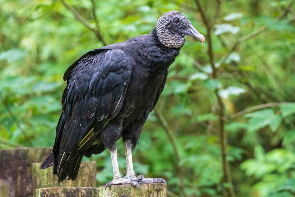 Conservation Efforts for Texas Vultures
