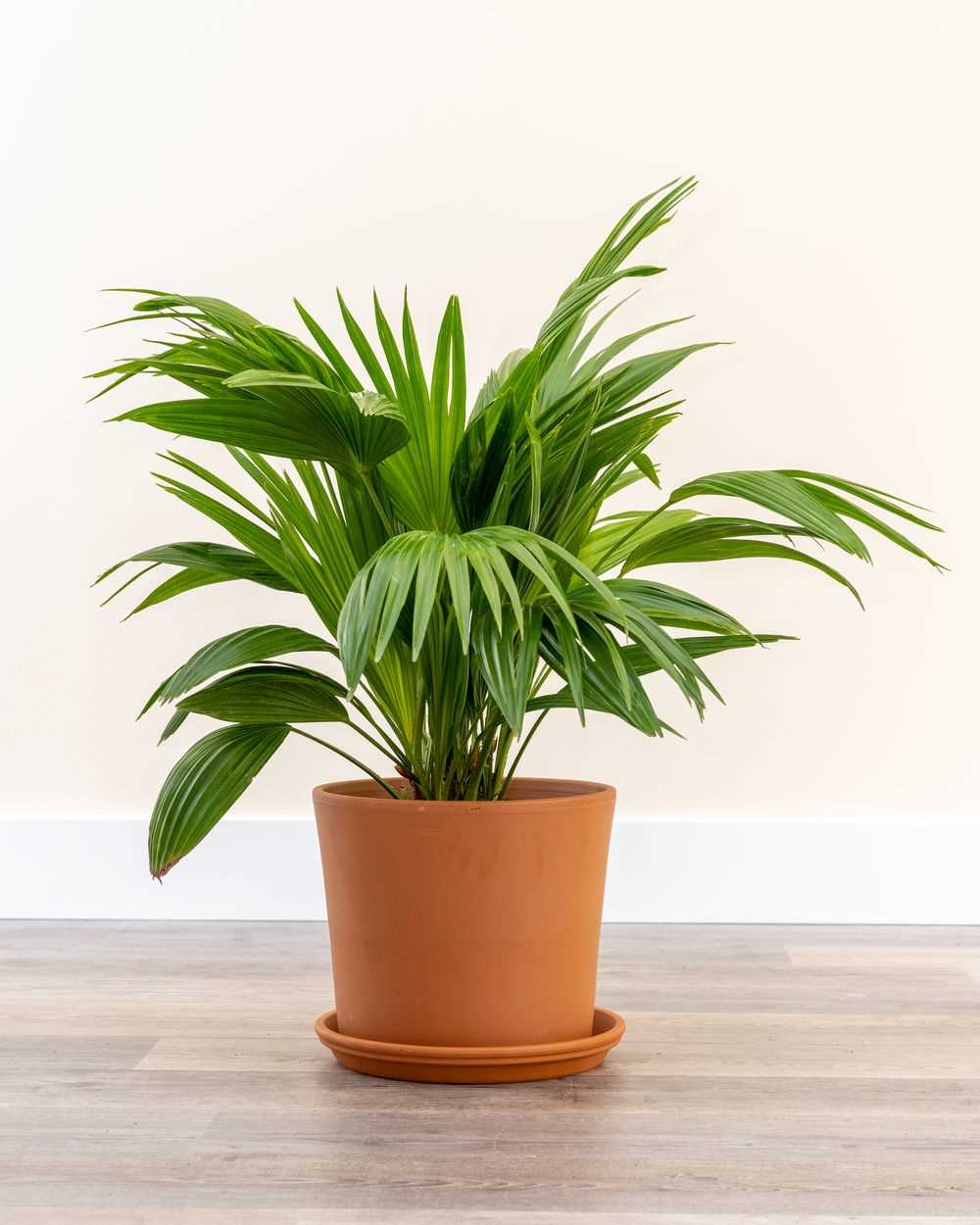 How to Care for Fan Palm