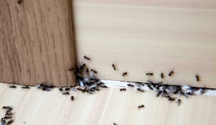 The prevalence of ants in households