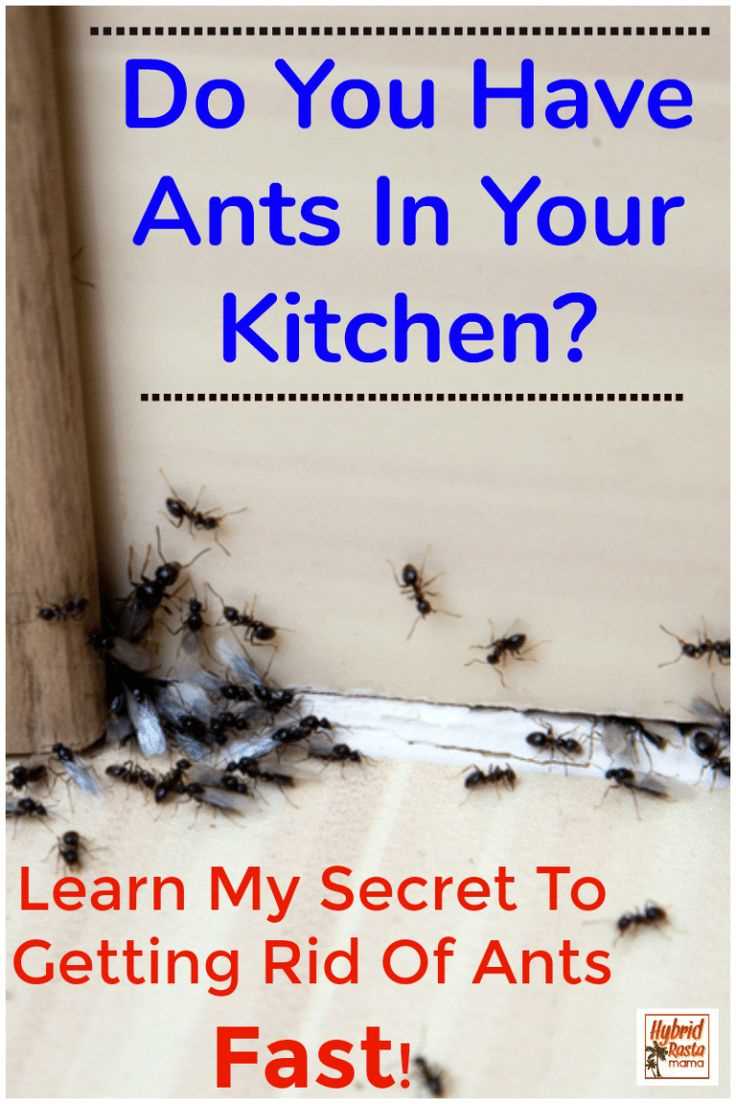 Benefits of Effective Ant Spray