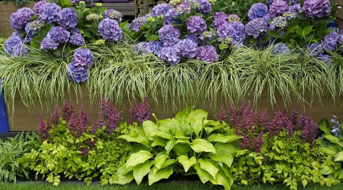 Best Plants for Different Zones in Maryland