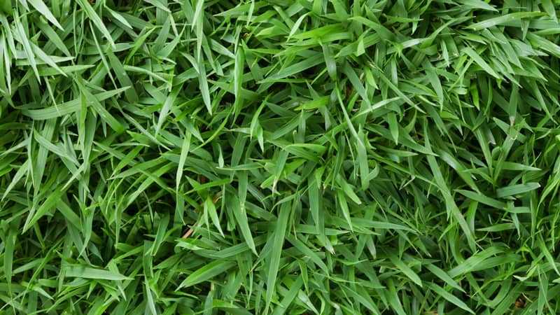 Challenges of Growing Grass in Shade