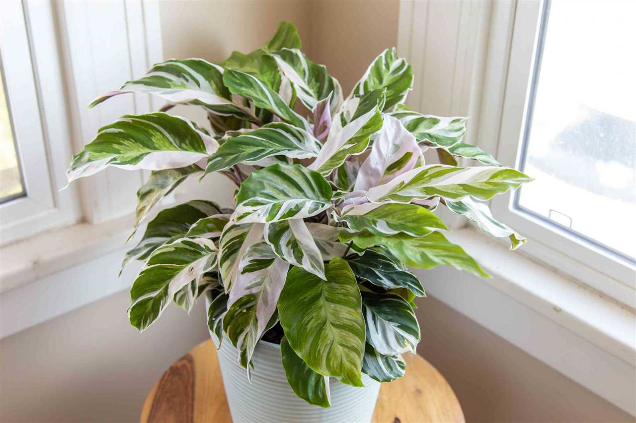 Calathea White Fusion Care Tips and Plant Profile | YourSite