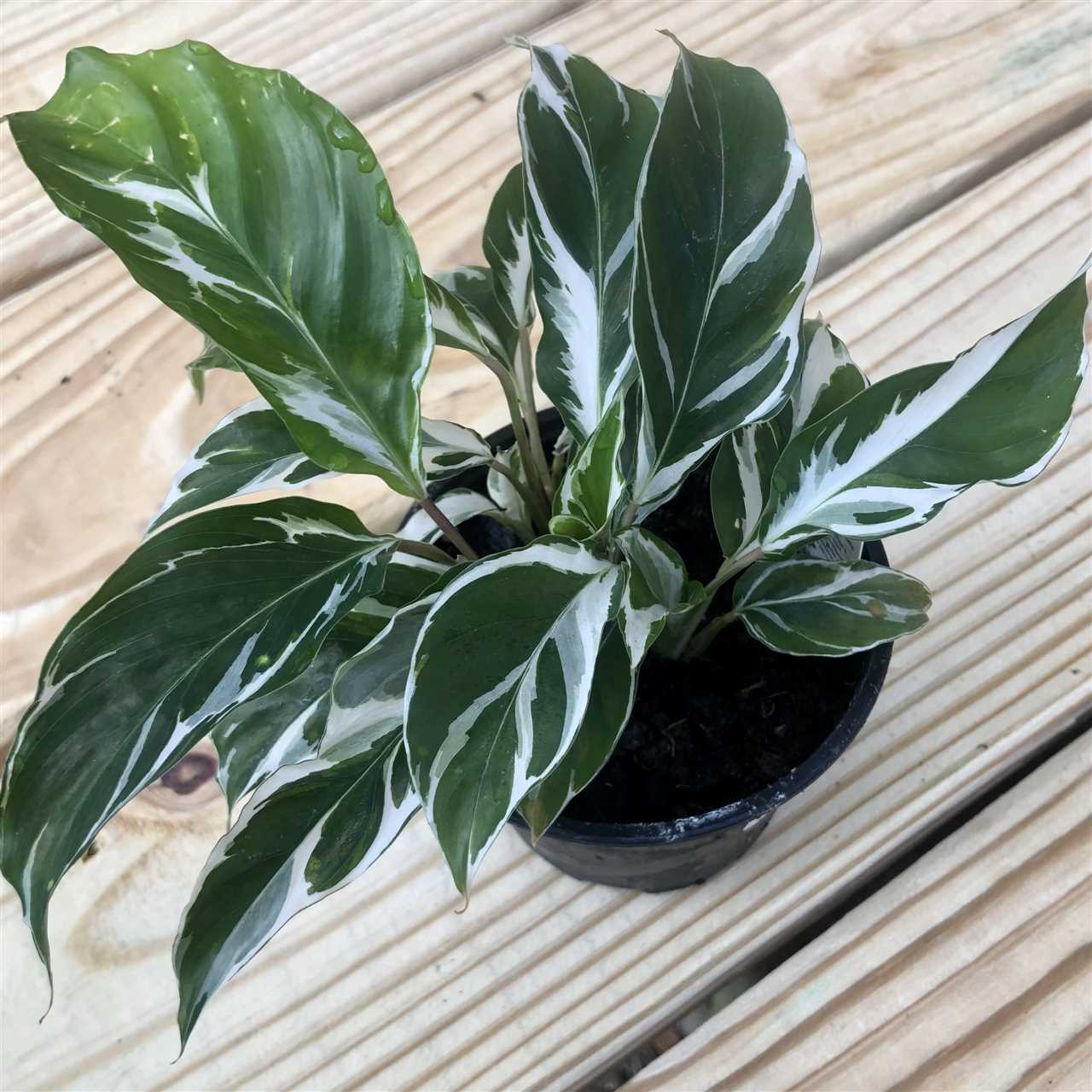 About Calathea White Fusion