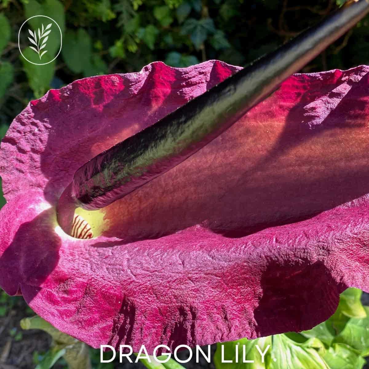 Discover the Beauty of the Dragon Flower - A Guide to Cultivating and Caring for this Exotic Plant