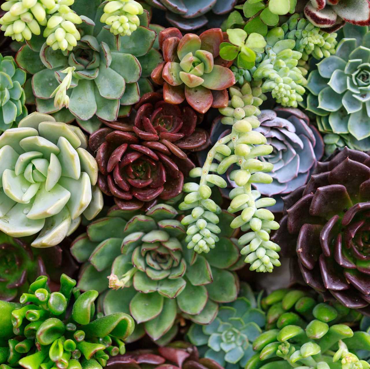 Hanging Succulents How to Grow and Care for These Beautiful Plants