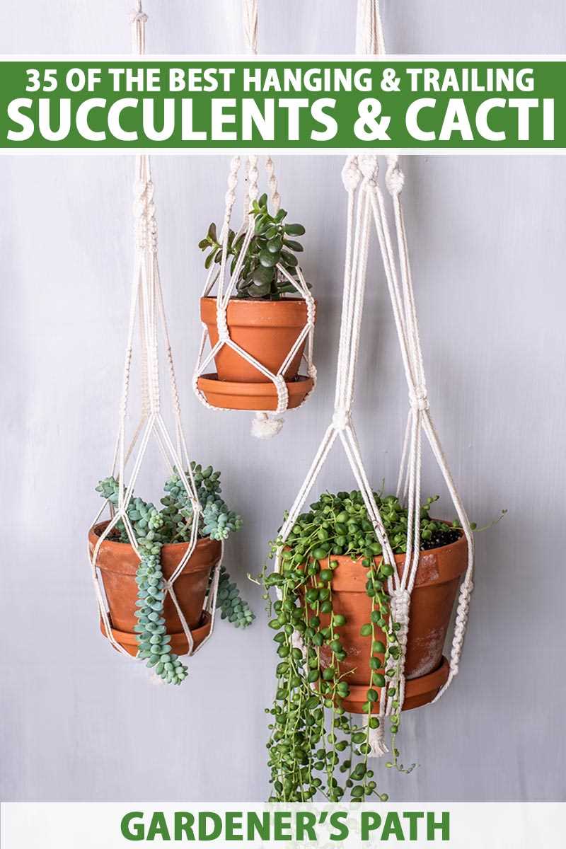 Choosing the Right Hanging Succulents