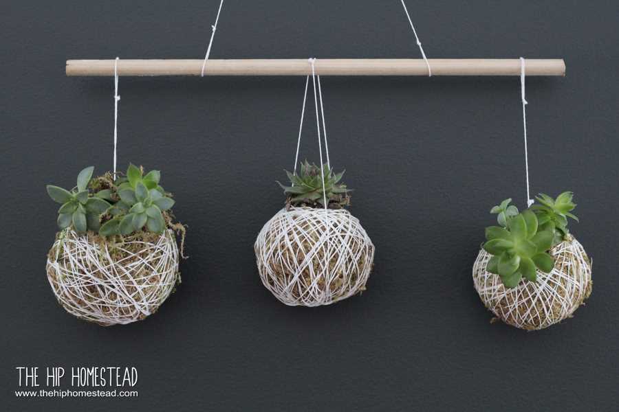 Considerations for Indoor Hanging Succulents