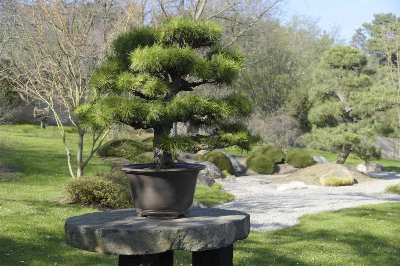 Benefits of Growing Japanese Black Pine